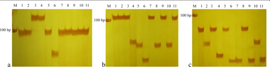 Figure 3 Experimental validation for three SSRs on chr5-206798023 (a), chr4-2629366 (b), and chr9-154777915 (c); PCR products fromline1 to line11 are B73, Mo17, 91b30, R18, 1212, 583, 3237, R08, Huangzao Si, Zi330, and S37, respectively