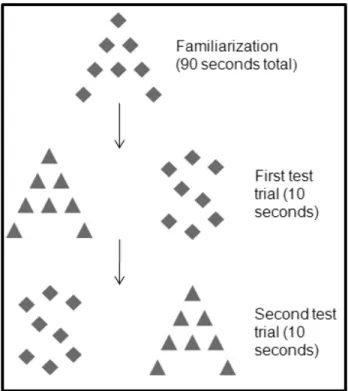 Figure 1: Visual Familiarization Design and Stimuli Example 