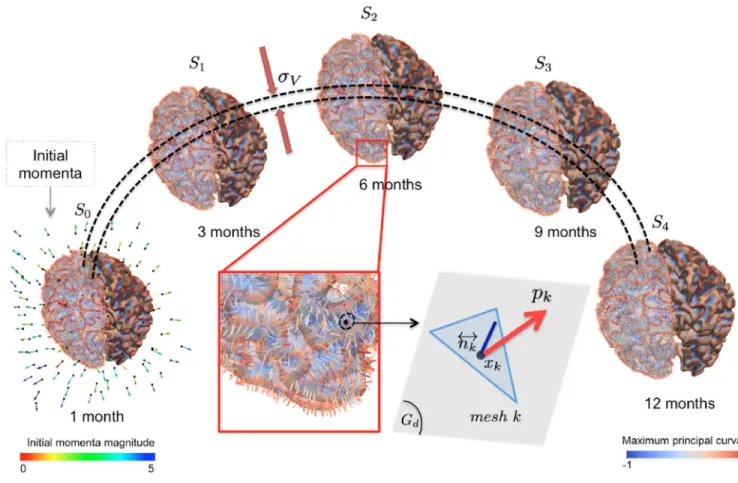 Figure 1. Infant cortical surface representation, shooting and flowing as a varifold