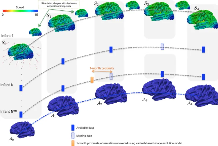 Figure 2. An overview of the proposed framework for learning dynamic cortical surface growth  (training stage)