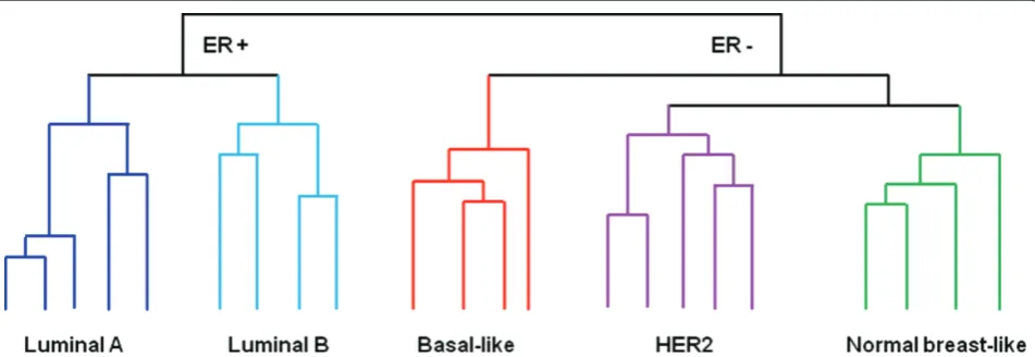 Figure 2. Schematic illustrations of the fi ve major clusters that represent the molecular subtypes of breast cancer