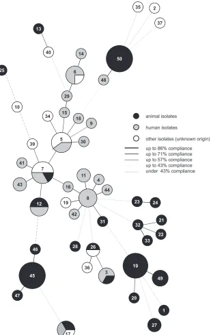 FIG 2 Relatedness of 50 STs of 101 S. gallolyticus subsp. gallolyticus strains in an MST