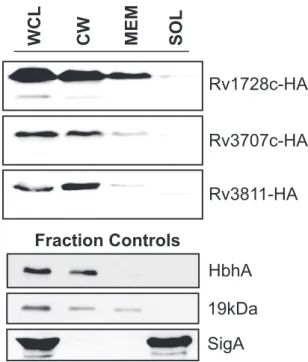 FIG 3 Validation of EXIT-identiﬁed exported proteins with no in silico predicted export signal