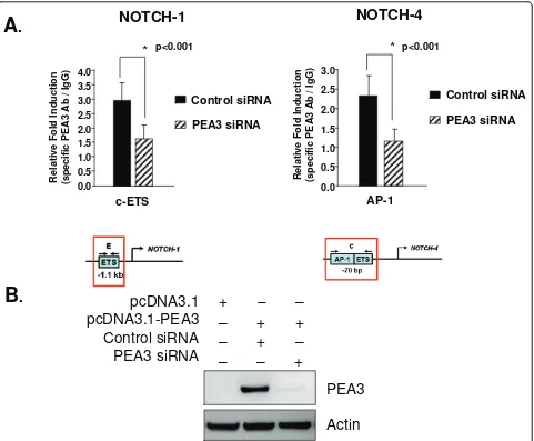 Figure 4 PEA3 is required for enrichment in Notch-1 and Notch-4 promoter regions. (A) MDA-MB-231 cells were cotransfected withpcDNA3.1-PEA3 expression plasmid and control siRNAa or PEA3 siRNAa