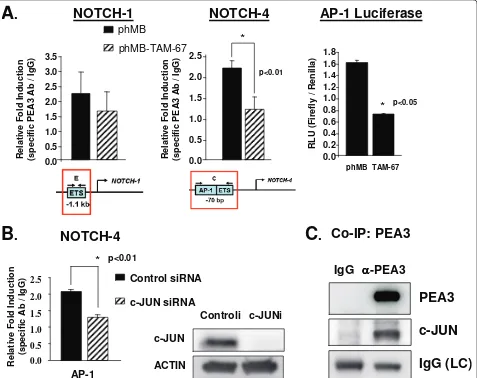 Figure 5 The requirement of c-JUN for PEA3 enrichment on the Notch-4 promoter. (A) MDA-MB-231 cells were cotransfected withpcDNA3.1-PEA3 and phMB vector alone or with phMB-TAM-67 expression plasmid