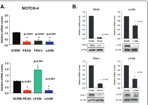 Figure 7 Differential regulation of Notch-4 by AP-1 membersdetermine the efficacy of the specific siRNA