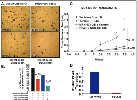Figure 9 Inhibition of Notch and PEA3 inhibits anchorage-dependent growththe mean cross-section of the tumors plus or minus the standard deviations of 20 tumors/10 mice/group