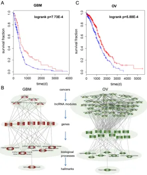 Figure 5: The prognostic lncRNA modules in cancer. A. Kaplan-Meier survival curves for GBM patients classified into high- and low-risk groups using the lncRNA module expression signature