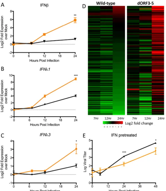 FIG 2 dORF3-5 mutant induces augmented IFN responses. (A to C) RNA expression of IFN- ␤ (A), IFN-␭1 (B), and IFN-␭3 (C) following infection of Calu-3 2B4 cells with WT MERS-CoV (black) or the dORF3-5 mutant (orange) at an MOI of 5
