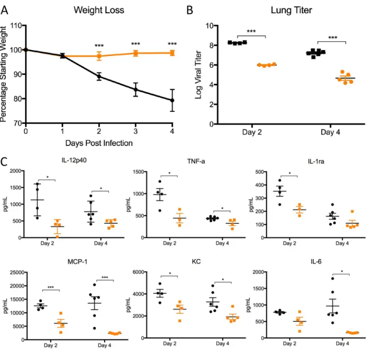 FIG 5 dORF3-5 mutation attenuates the virulent MERS-CoV strain. (A and B) Weight loss (A) and lung titers (B) following infection of CRISPR-generated 288-330 ⫹/⫹ mice infected with MERS-CoV MA1 (black) or dORF3-5 MA1 (orange) at days 2 and 4
