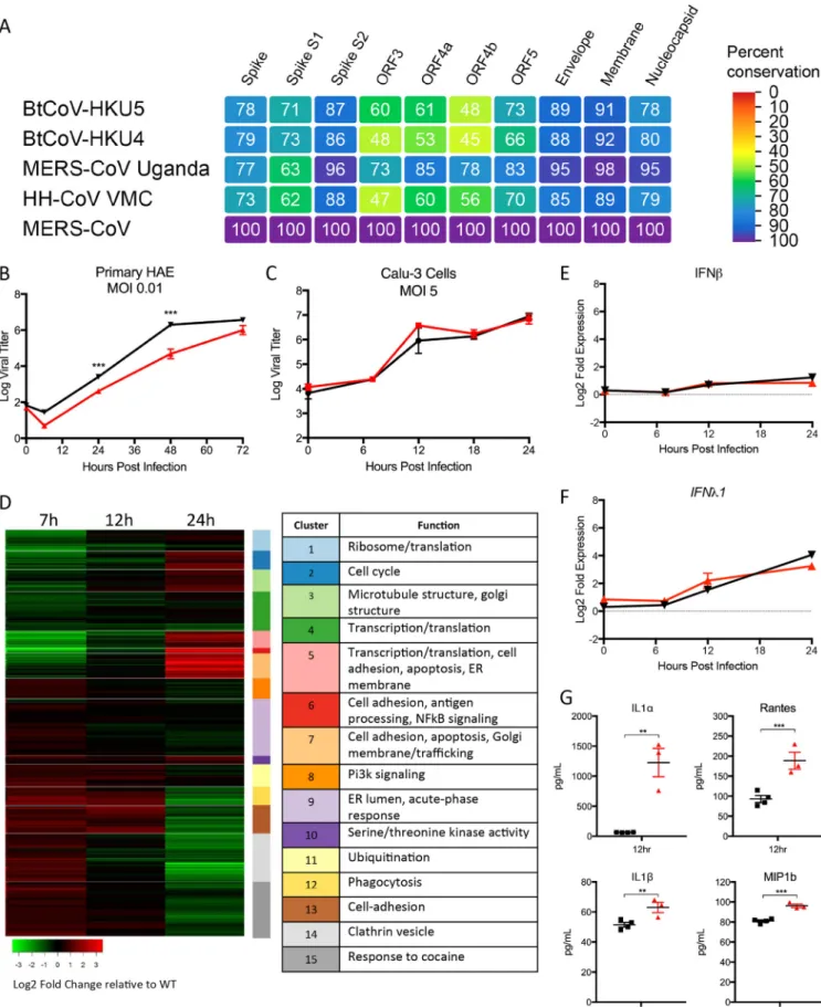 FIG 6 ORF5 plays role in modulation of NF-␬B-mediated inﬂammation. (A) Heat maps were constructed from a set of group 2C coronaviruses, including consensus bat HKU4 (BtCoV-HKU4), consensus bat HKU5 (BtCoV-HKU5), MERS-CoV Uganda (PREDICT/PDF-2180 [3]), and 
