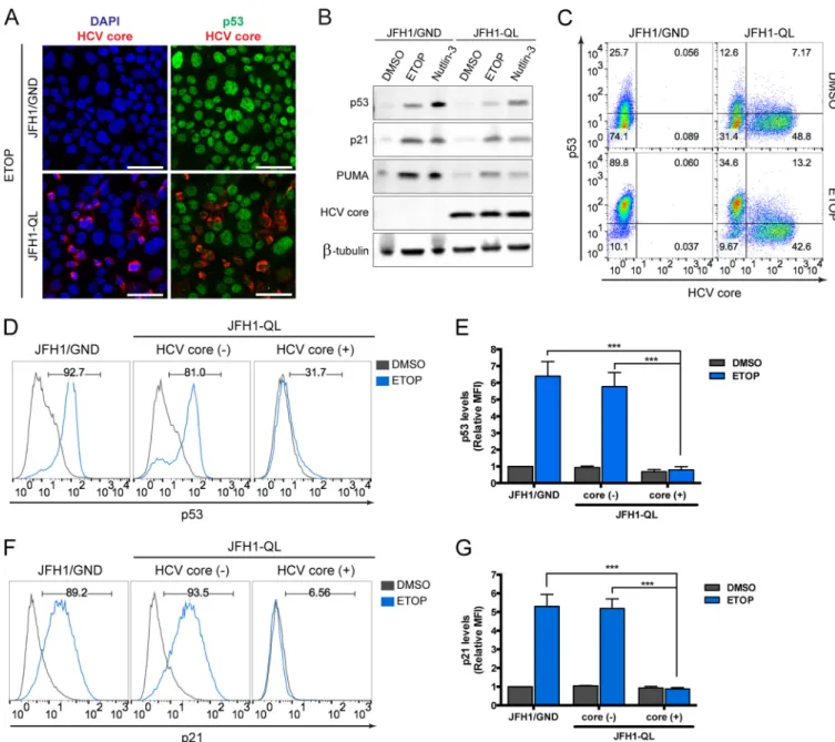 FIG 2 HCV replication inhibits p53 activation following DNA damage. (A) Immunoﬂuorescence confocal microscopy for p53 and HCV core protein in HepG2/miR-122 cells electroporated with genome-length HCV RNA (JFH1-QL) or a nonreplicating control RNA (JFH1/GND)