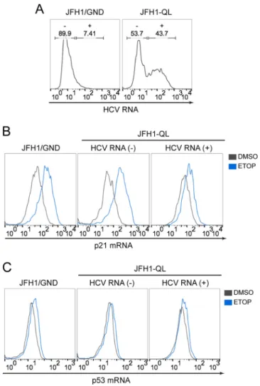FIG 5 p21 and p53 transcript levels during HCV infection. (A) RNA ﬂow cytometric analysis of HCV RNA-electroporated HepG2/miR-122 cells