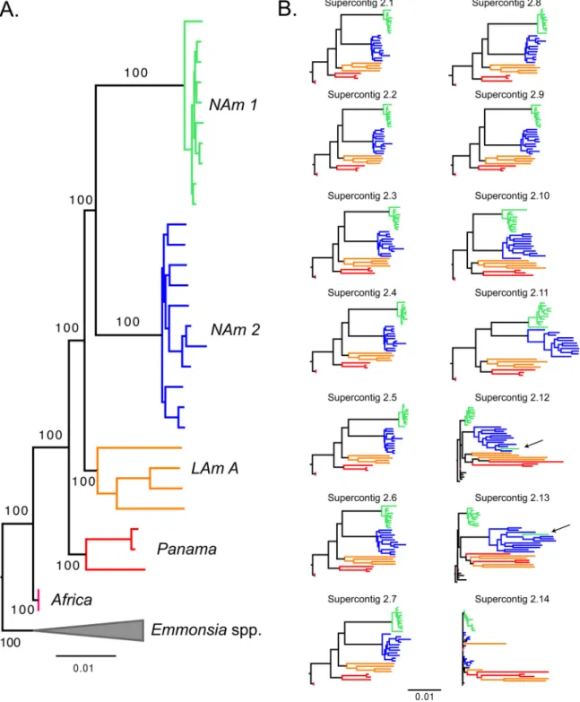 FIG 2 Rooted phylogram for the species of the Histoplasma genus using whole-genome data