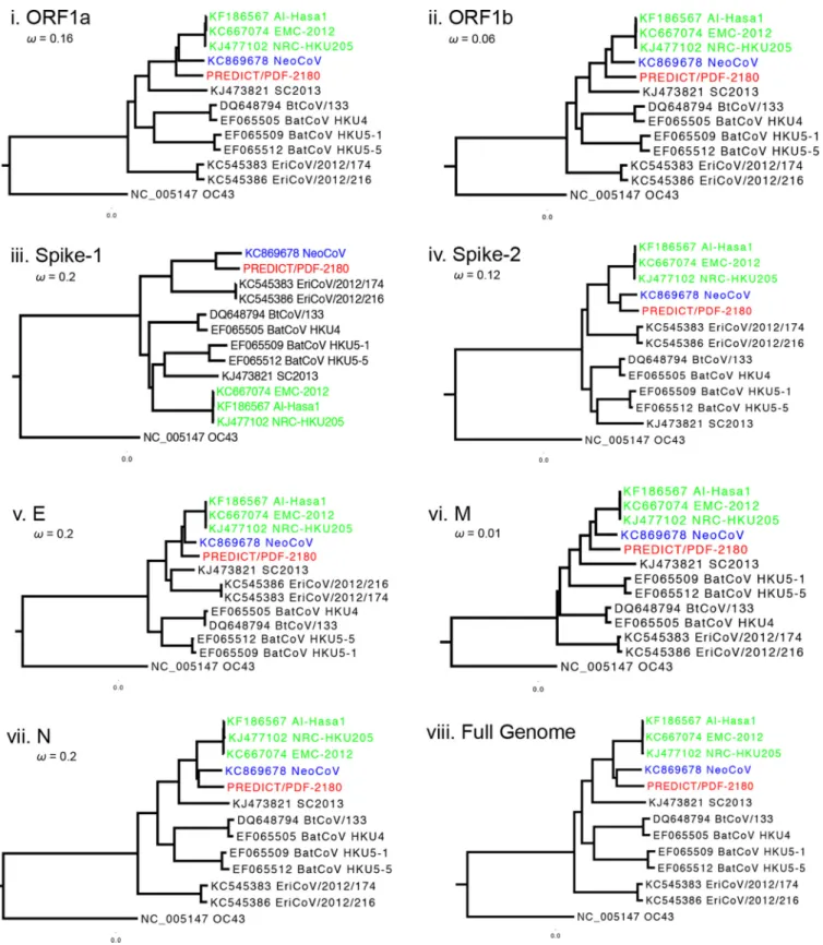 FIG 2 PREDICT/PDF-2180 and NeoCoV are ancestral to MERS-CoV. Maximum likelihood phylogenetic reconstructions of 2c coronaviruses (nucleotide) show that PREDICT/PDF-2180 and NeoCoV are consistently basal to, or form sister clades with, MERS-like CoV (human/