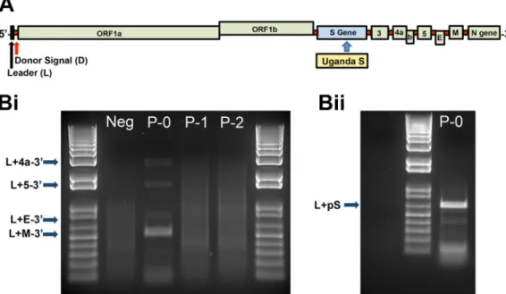 FIG 4 Uganda spike protein does not permit entry into Vero cells. (A) Genome organization of MERS-CoV encoding the Uganda spike glycoprotein