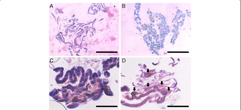 Figure 2 Histological sections from a late instar male Peruphasma schultei, stained in Giemsa solution