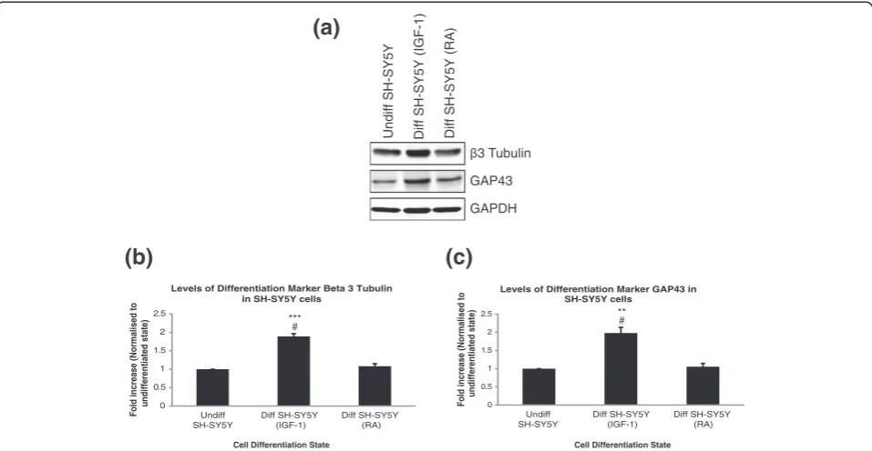 Figure 4 Confirmation of biochemical differentiation of SH-SY5Y. (a)signal compared to undifferentiated protein level are plotted on a bar chart ± SEM, n = 3