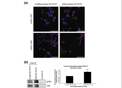 Figure 6 (a) Immunofluorescent staining of activated FAK in SH-SY5Y cells. SH-SY5Y cells were plated on laminin coated coverslips incomplete DMEM (undifferentiated) or differentiated in serum free DMEM with IGF-1 for 72 hours