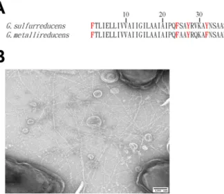 FIG 2 Growth of G. sulfurreducens strain MP on graphite anodes. (A) Time course of current production in duplicate cultures