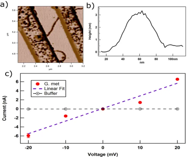 FIG 4 Conductivity of G. metallireducens pili. (A) Atomic force microscopy image of G