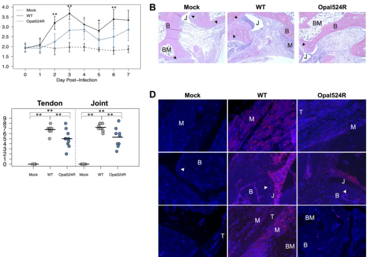 FIG 3 The opal stop codon is required by CHIKV to induce severe disease. (A) Twenty-four-day-old C57BL/6J mice were either mock infected (n ⫽ 6) or infected with 100 PFU of wild-type CHIKV or the Opal524R mutant (9 to 10 mice per group) in the left rear fo