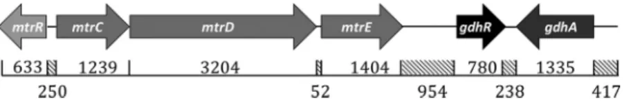 FIG 1 The organization of the gonococcal mtr and gdh loci in N. gonorrhoeae strain FA19, highlighting the position of genes relevant to this study