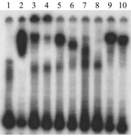 FIG 5 Quantitative RT-PCR results with gdhR (A) or gdhA (B) in wild-type (WT) and gdhR-negative strains at the mid- and late-logarithmic phases of growth