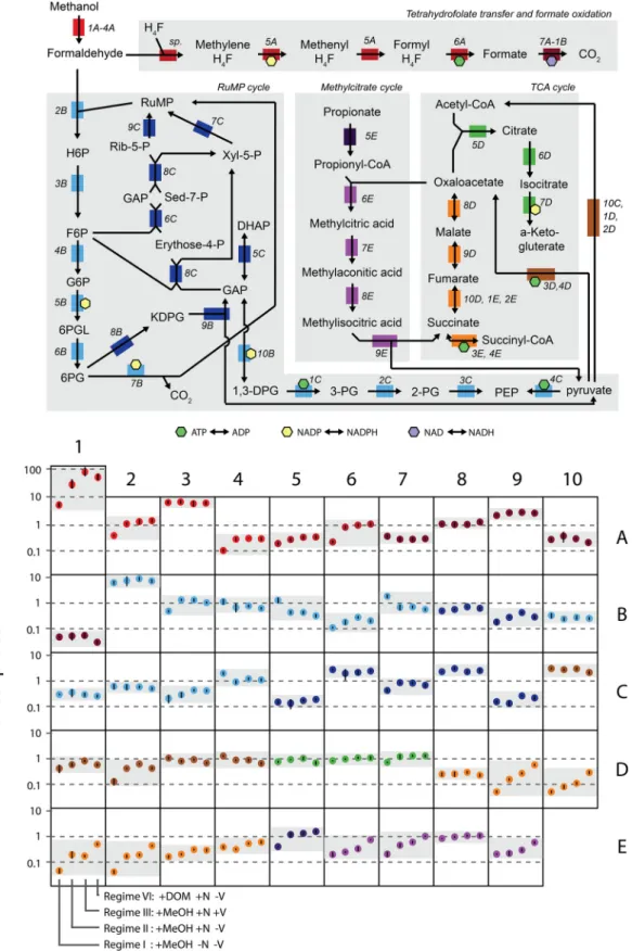 FIG 5 Transcript abundances of NB0046 genes related to one-carbon and central metabolism under different nutrient regimes and carbon substrate additions.