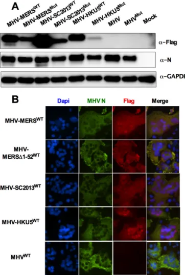FIG 5 Expression and localization of MERS-CoV NS4b and BtCoV ho- ho-mologs expressed by chimeric MHVs