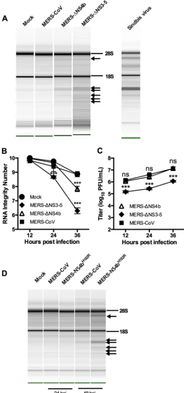 FIG 8 MERS-CoV inhibits rRNA degradation in human airway cells. (A to C) rRNA degradation pattern from cells 36 h postinfection (A), quantification by RNA integrity number (RIN) (B), and replication kinetics (C) of  mock-infected and MERS-CoV-, MERS- ⌬NS4b