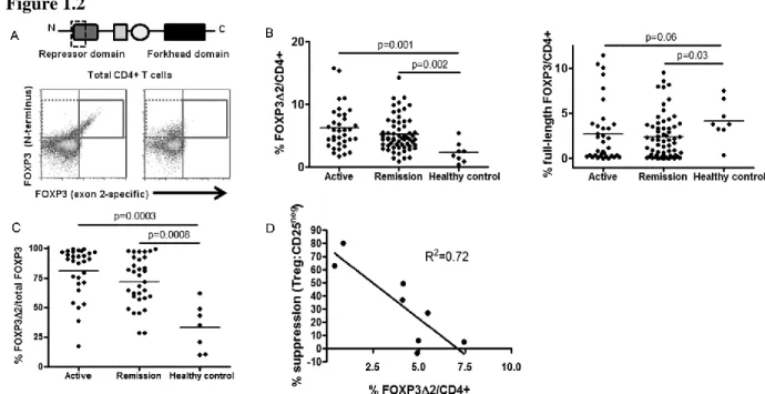 Figure  1.2.  Exon  2-deficient  FOXP3  splice  variant  predominates  in  AAV.  (A)  Top:  Protein  structure  of  FOXP3