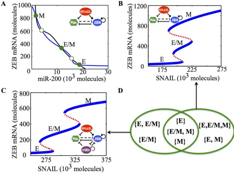 Figure 1: Dynamical system characteristics of the EMT decision-making circuit - (miR-200/ZEB)