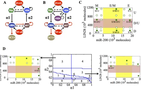 Figure 2: Coupling the decision-making circuits for EMT and stemness. A. Regulatory network showing coupling of miR-200/ZEB circuit with LIN28/let-7 circuit