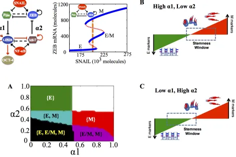 Figure 3: Stemness regions for different phenotypes under various (α1, α2), when cells are in {E, E/M, M} phase at α1 = α2 = 0