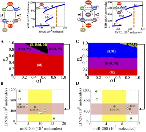 Figure 4: State-space characteristics of the coupled networks miR-200/ZEB/LIN28/let-7 and miR-200/ZEB/LIN28/let-7/OVOL, when cells are in {M} phase at α1 = α2 = 0