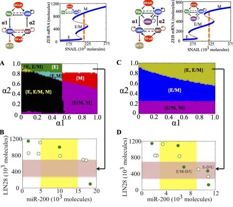 Figure 5: State-space characteristics of the coupled networks miR-200/ZEB/LIN28/let-7 and miR-200/ZEB/LIN28/let-7/OVOL, when cells are in {E/M, M} phase at α1 = α2 = 0