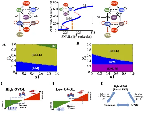 Figure 6: State-space characteristics of the miR-200/ZEB/let-7/OVOL circuit when the cells are in {E/M} phase at α1 = α2 = 0
