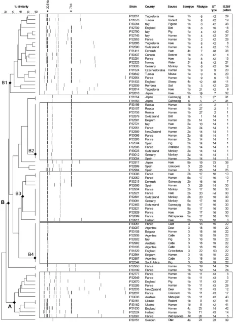 FIG 2 Dendrogram generated from the ISBioNumerics software. A position tolerance of 1.8% was chosen