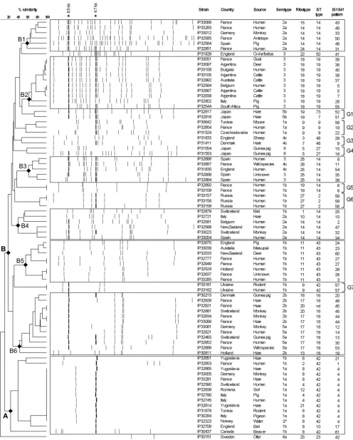 FIG 3 Dendrogram generated from the IS1541-RFLP patterns of the 80 Y. pseudotuberculosis strains studied, using the UPGMA clustering analysis with theBioNumerics software