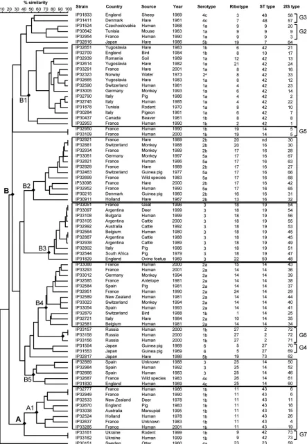 FIG 4 2IS-RFLP dendrogram. This dendrogram was generated after combination of the two individual RFLP patterns (IS285 and IS1541)