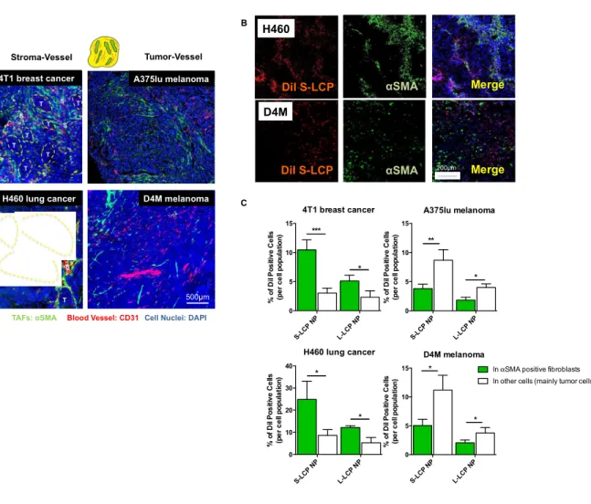 Figure 2.3 Stroma-vessel architecture affects the intratumoral distribution of non-targeted NPs