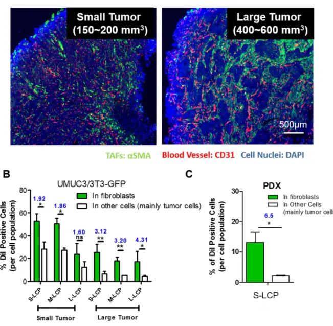 Figure 2.4 UMUC3/3T3 recapitulates NPs distribution pattern in the desmoplastic tumors