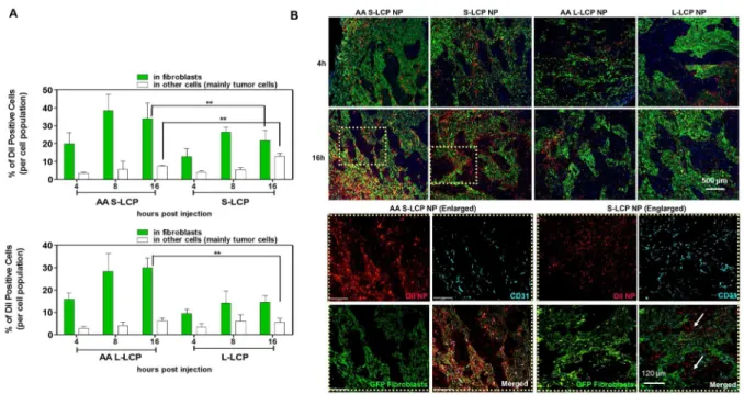 Figure  2.5  Time  dependent  association  of  non-targeted  and  targeted  NPs  in  fibroblasts  and  other cells (tumor cells)