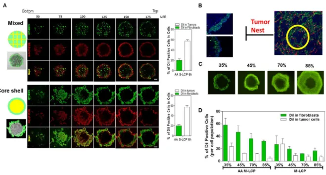 Figure  2.10  Establishment  and  Characterization  of  the  “Core-Shell”  exvivo  tumor  spheroid  model