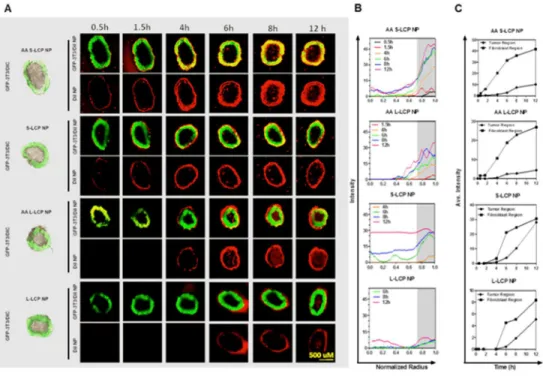 Figure  2.11  Penetration,  binding  and  internalization  kinetics  of  LCP  NP  (L/S,  +/-  AA)  in  a” 
