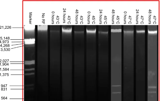 Figure 9 Viability of B16F1 cells at 0 hours and 24 hours after a single cycle of rF-induced dextran-coated lsMO-mediated hyperthermia
