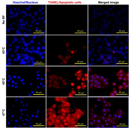 Figure 11 hoechst/TUNel staining of B16F1 cells 24 hours after a single cycle of rF-induced dextran-coated lsMO-mediated hyperthermia as compared with no rF control