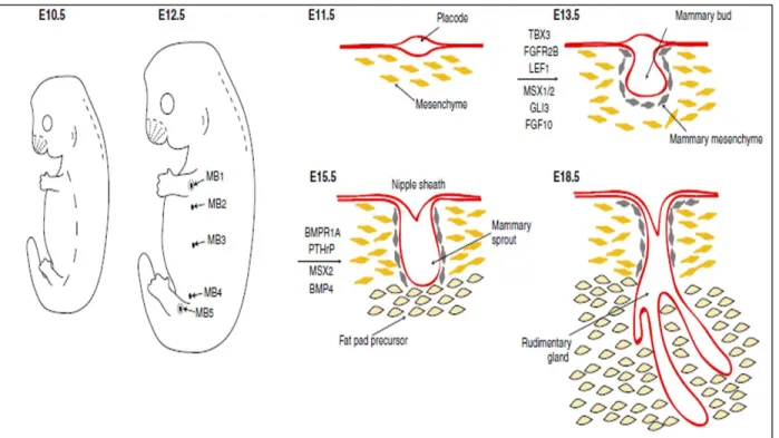 Figure 1.1. Embryonic Mammary Gland Development 