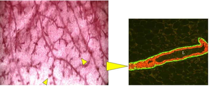 Figure 1.2. Mammary Ductal Network from a 20 Week Old Mouse 